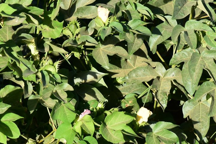 Baumwollpflanzen