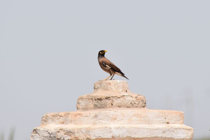 Common Myna (Hirtenmaina)