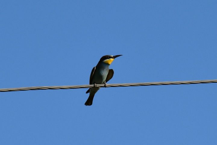 European Bee-eater (Bienenfresser)
