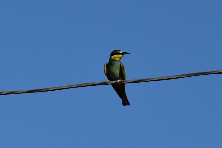 Sub-adult European Bee-eater (Bienenfresser)