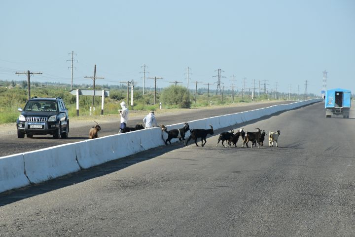Ziegen auf der Strasse nach Bukhara