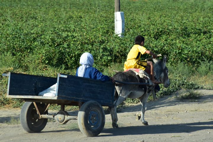Junge treibt sein Eselgespann an