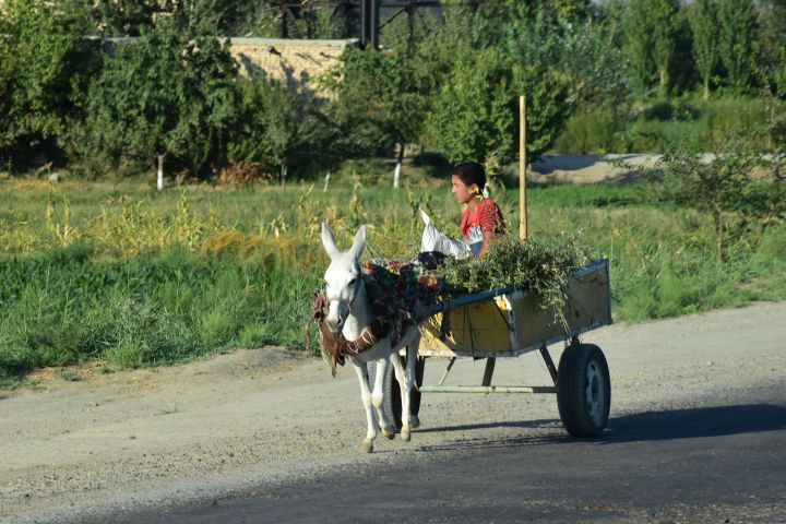 Junge mit Eselswagen in der Nähe von Bukhara