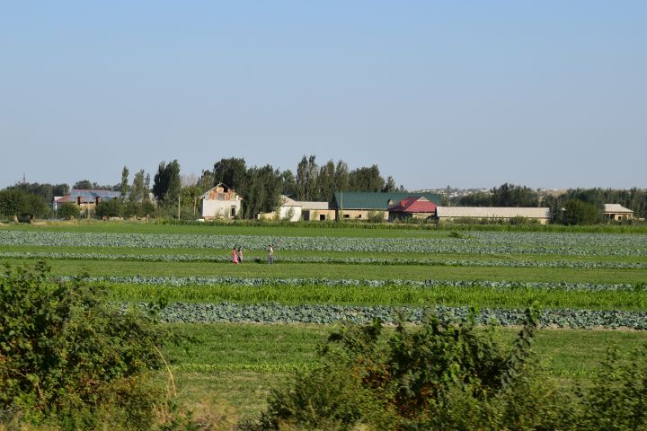 Gemüseanbau bei Samarkand