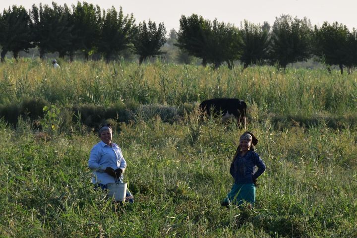 Zwei Frauen im Tomatenfeld zwischen Ishtikhan und Layish bei Samarkand