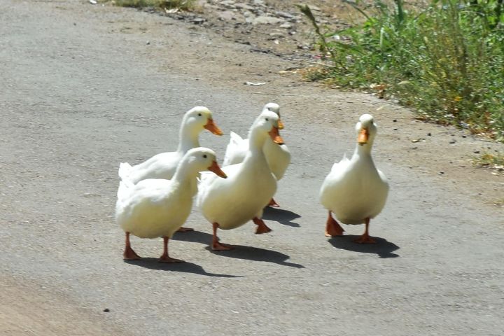 Enten unterwegs am Strassenrand