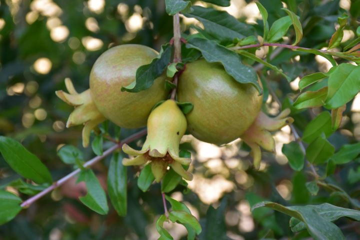 Granatäpfel im Entstehen