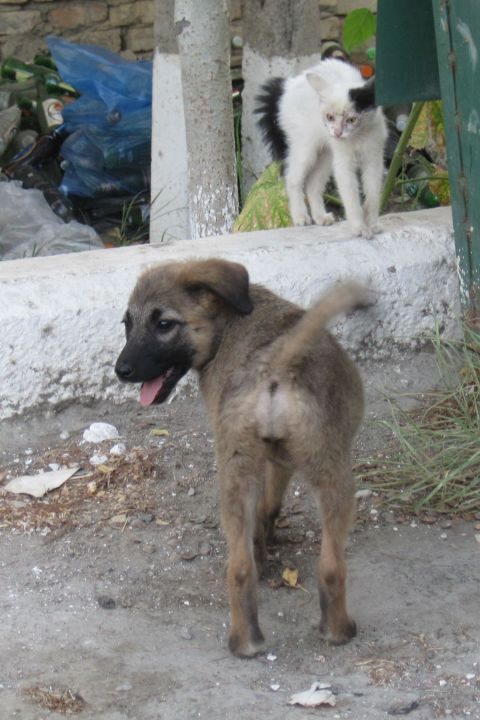 Kleine Katze zeigt dem Welpen seine Abneigung