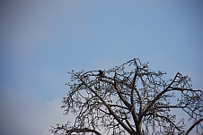 Darum heisst der Baobab Affenbrotbaum