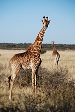 Junge Giraffe im Vordergrund