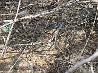 Echse mit blauem Kopf im Unterholz