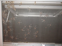 Fliegende Termiten an unserem Moskitogitter