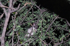 Abendlicher Maus-Besuch in einem Baum neben Obelix
