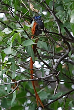 African Paradise-Flycatcher (Graubrust-Paradiesschnäpper)
