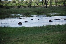 Sieben Hippos zwar im Wasser aber ziemlich nah