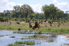 Yellowbilled Kite (Schmarotzermilan)