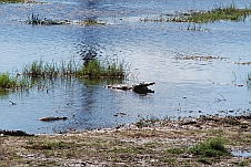 Im Kwhai River tummelt sich das eine oder andere Krokodil