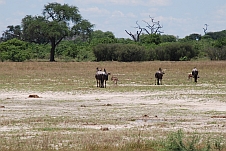 Die Gnus mit ihren neugeborenen Kälbern