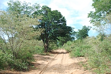 Die Piste bleibt auch im Chobe Forest sandig