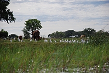 Kühe mit den dazugehörenden Cattle Egret