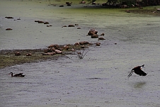 Red-billed Teal (Rotschnabelente) und African Jacana (Blaustirn-Blatthühnchen)