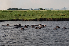 Hippo-Grossfamilie