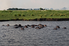 Hippo-Grossfamilie