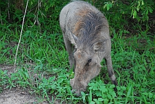 Weibliches Warzenschwein ganz nah