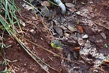 Yellow-fronted Canary (Mosambikgirlitz) und Blue Waxbill (Blauastrild)