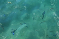 Die farbigen Malawiseefische schwimmen in manchem Aquarium