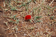 Roter Käfer im Le Cactus