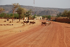 Kühe bei der Einfahrt nach Douentza