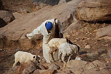 Dogon mit drei Schafen unterwegs an den Markt in Djiguibombo