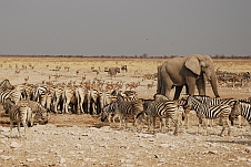 Zum Reisebericht Namibia (II)