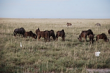 Gnus und Zebras in den Andoni Plains