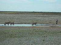Oryx am Nebrownii-Wasserloch