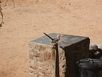 Southern Yellowbilled Hornbill macht einen Campbesuch