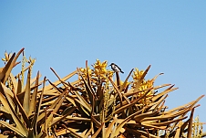 Dusky Sunbird (Russnektarvogel) an den Blüten eines Köcherbaumes