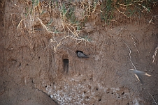 Brownthroated Martin (Braunkehl-Uferschwalben) graben ihre Nester in Böschungen