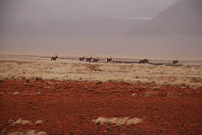 Oryx in ungewohnt feuchter Umgebung