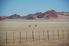 Zwei Oryx am Zaun des Namib-Naukluft Park