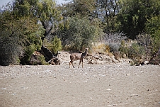 Ein Kudu im Flussbett der Farm Neuras