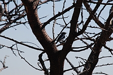 Ein Pirit Batis (Priritschnäpper) im Baum
