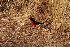 Crimson Shrike (Rotbauchwürger)