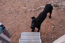 Schwarze Dogge vor dem MGD Eingang