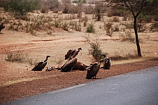 Geier beim Mittagessen auf dem Weg von St. Louis nach Dakar (Ruepell’s Griffon [Sperbergeier] und White-backed Vulture [Weissrückengeier])