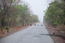 Paviane kreuzen unseren Weg in der Casamance