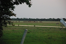 Eland und Zebras beim Abendessen auf dem Flugplatz