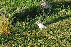 Cattle Egret (Kuhreiher) mit Kröte als Beute im Schnabel