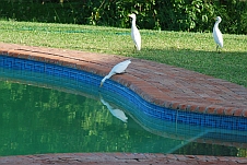 Ein Yellow-billed Egret (Mittelreiher) fischt im Pool